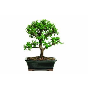 Brussel's Dwarf Jade (7 Years Old): Click for more Info Jade Tree Plant