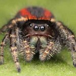 spider superstitions