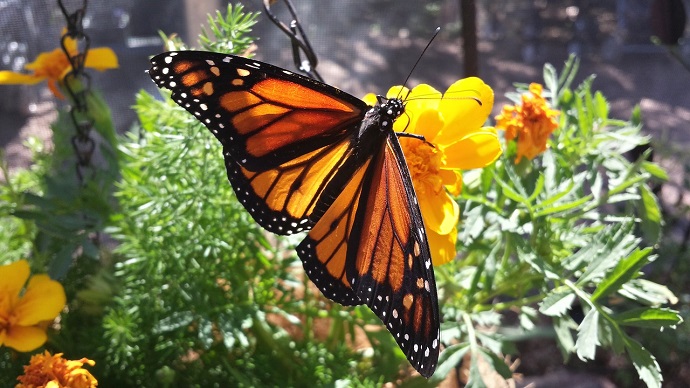 monarch butterfly